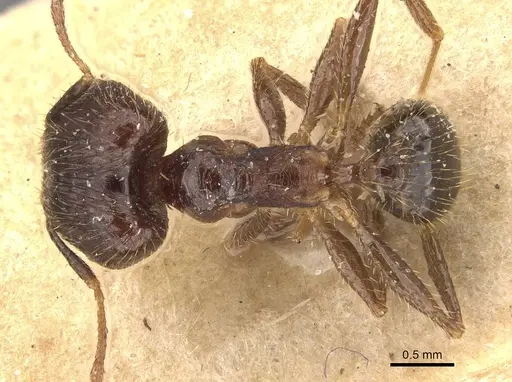 Pheidole fervens - CASENT0907907