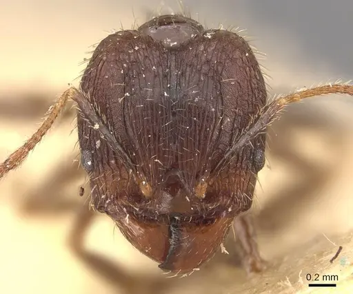 Pheidole fervens - CASENT0907907