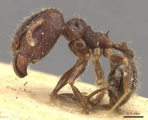 Pheidole fervens - CASENT0907907