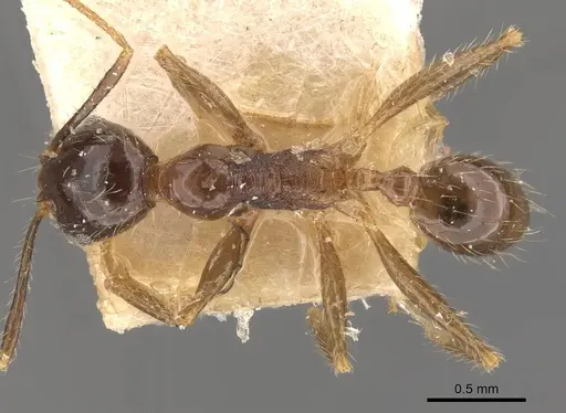 Pheidole fervens - CASENT0907908