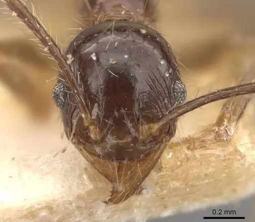 Pheidole fervens - CASENT0907908