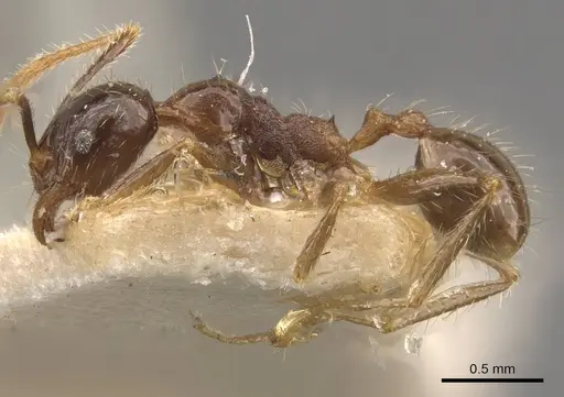 Pheidole fervens - CASENT0907908