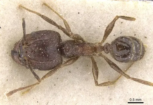 Pheidole fervens - CASENT0913313