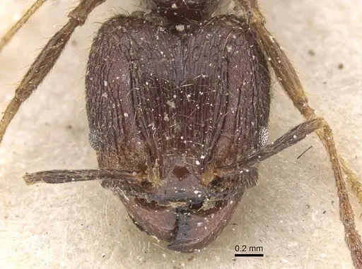 Pheidole fervens - CASENT0913313