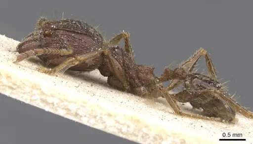 Pheidole fervens - CASENT0913313