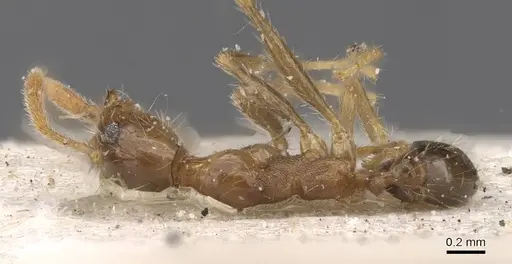 Pheidole fervens - CASENT0913314