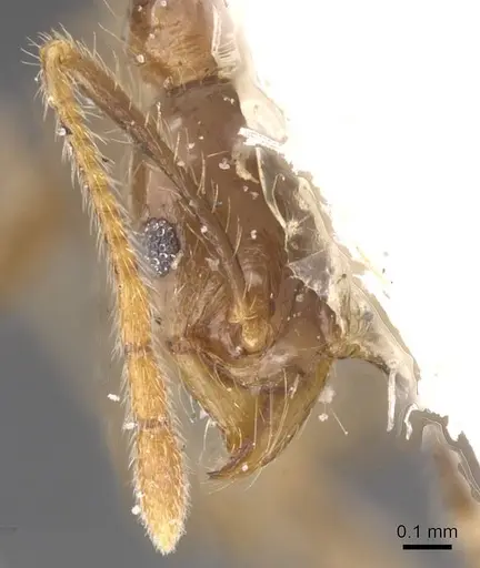 Pheidole fervens - CASENT0913314