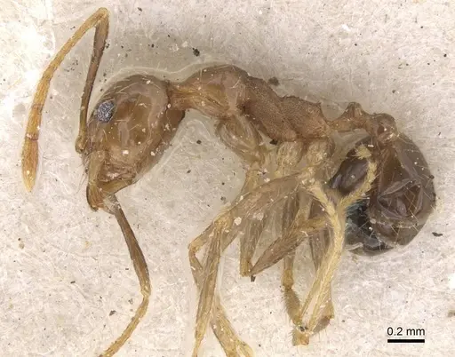 Pheidole fervens - CASENT0913314