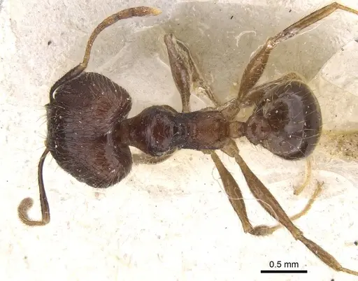Pheidole fervens - CASENT0913315