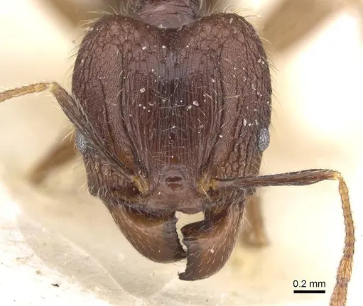 Pheidole fervens - CASENT0913315