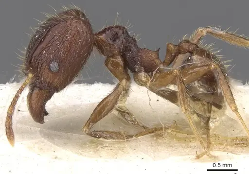 Pheidole fervens - CASENT0913315