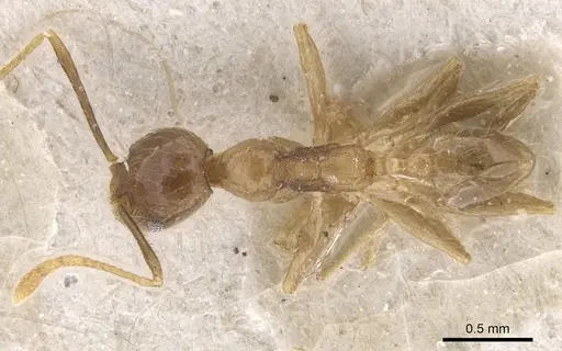 Pheidole fervens - CASENT0913316