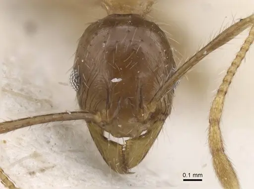 Pheidole fervens - CASENT0913316