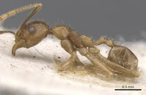 Pheidole fervens - CASENT0913316