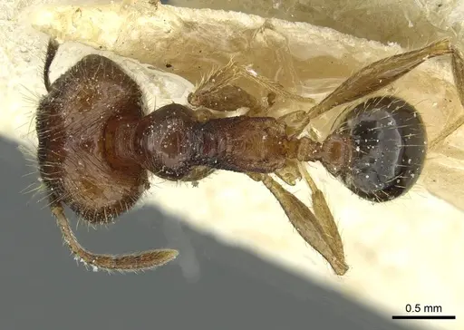 Pheidole fervens - CASENT0913369