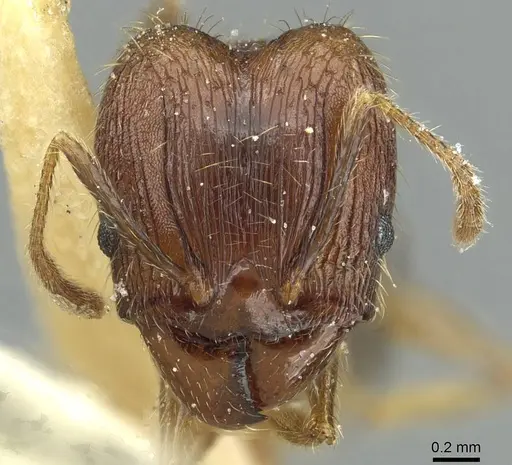 Pheidole fervens - CASENT0913369