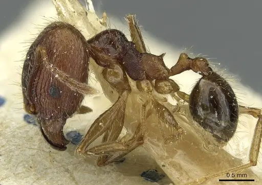Pheidole fervens - CASENT0913369