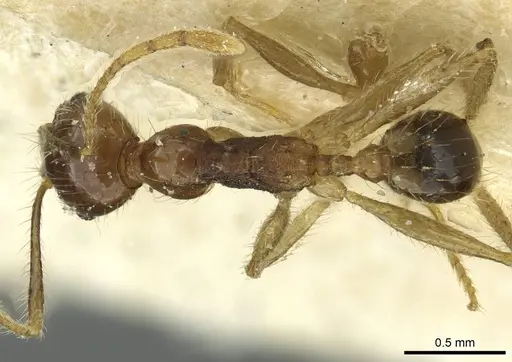 Pheidole fervens - CASENT0913370