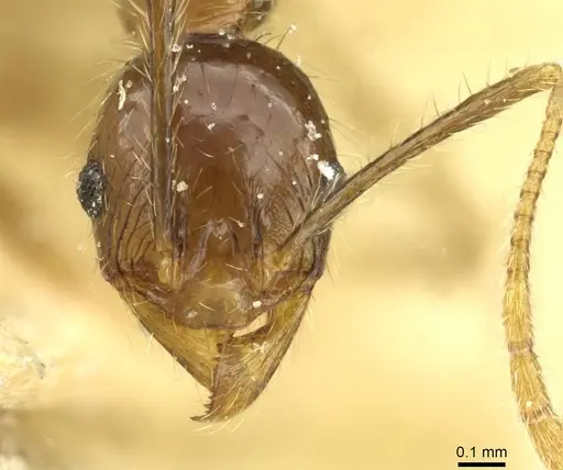 Pheidole fervens - CASENT0913370