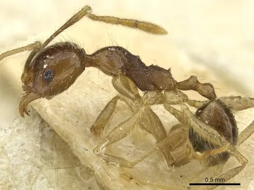 Pheidole fervens - CASENT0913370