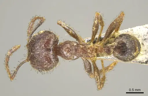 Pheidole fervens - CASENT0916046