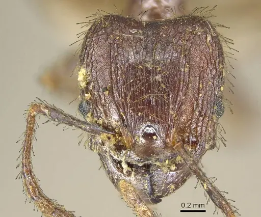 Pheidole fervens - CASENT0916046