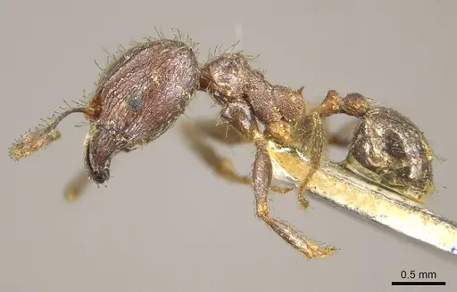 Pheidole fervens - CASENT0916046