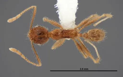 Pheidole fervens - FMNHINS0000083053