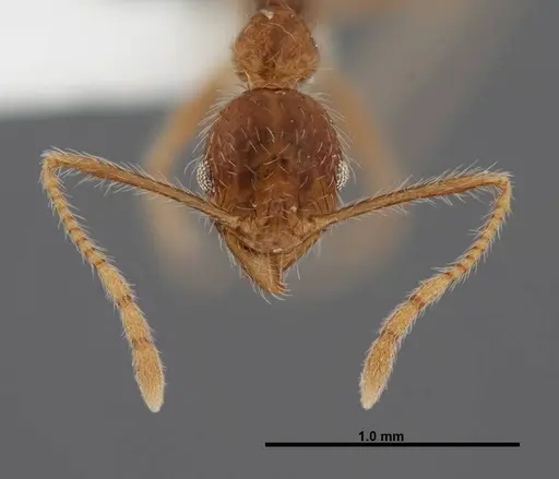 Pheidole fervens - FMNHINS0000083053