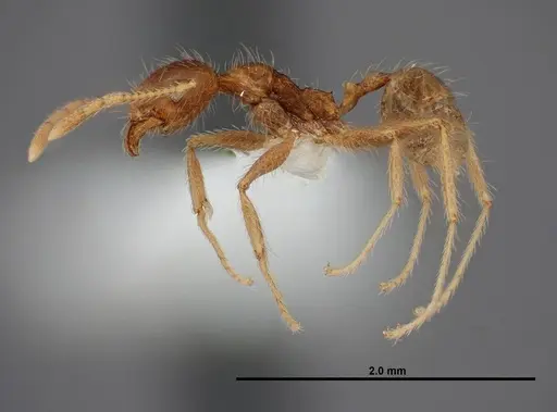 Pheidole fervens - FMNHINS0000083053