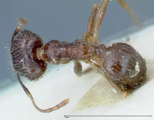 Pheidole fervens - FOCOL0225