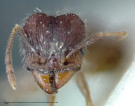 Pheidole fervens - FOCOL0225