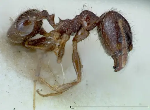 Pheidole fervens - FOCOL0225