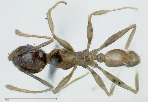 Pheidole fervens - FOCOL0226
