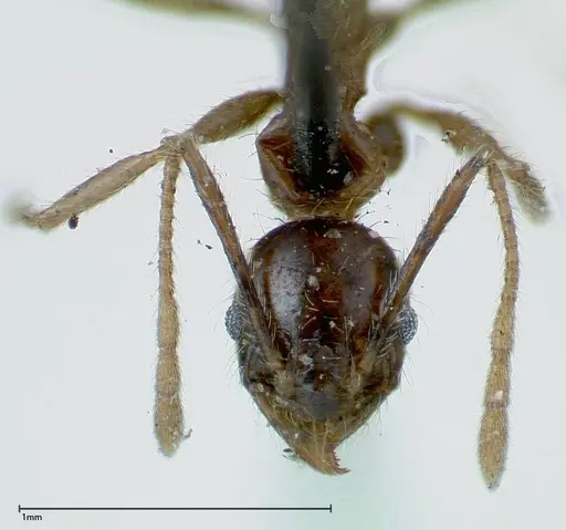 Pheidole fervens - FOCOL0226