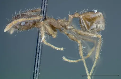 Pheidole fervens - FOCOL0226