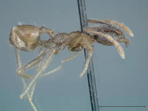 Pheidole fervens - FOCOL0226