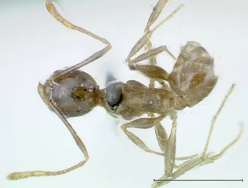 Pheidole fervens - FOCOL0227