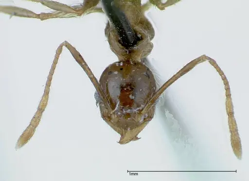 Pheidole fervens - FOCOL0227