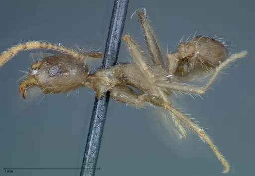 Pheidole fervens - FOCOL0227