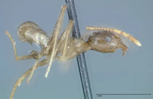 Pheidole fervens - FOCOL0227