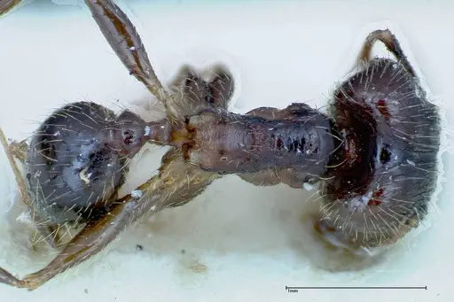 Pheidole fervens - FOCOL0239