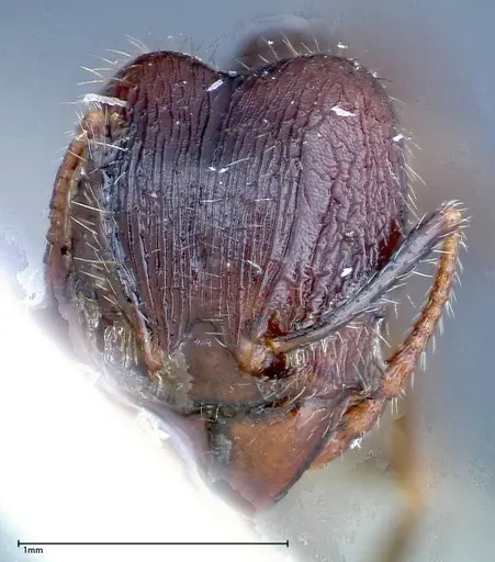 Pheidole fervens - FOCOL0239