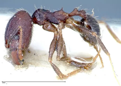 Pheidole fervens - FOCOL0239