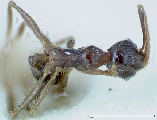 Pheidole fervens - FOCOL0242