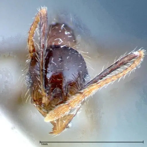 Pheidole fervens - FOCOL0242