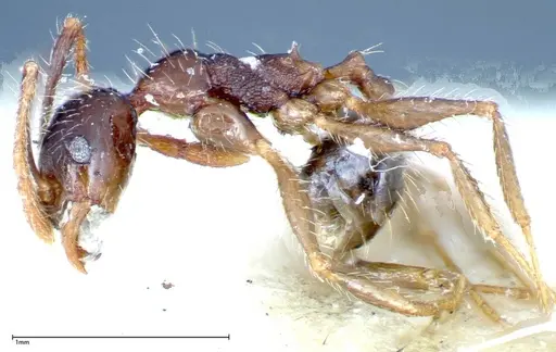 Pheidole fervens - FOCOL0242