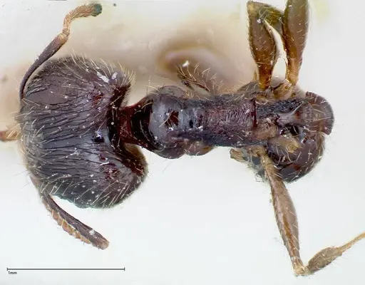 Pheidole fervens - FOCOL0243
