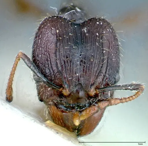 Pheidole fervens - FOCOL0243