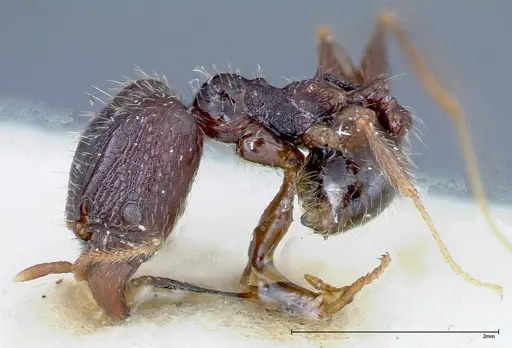 Pheidole fervens - FOCOL0243